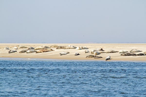 Die Insel Borkum